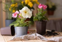 BIOVITA UNIVERSAL BLOMSTERJORD MED OSMOVIT 10L
