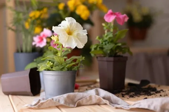 BIOVITA UNIVERSAL BLOMSTERJORD MED OSMOVIT 10L