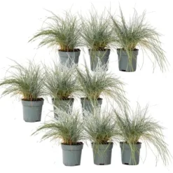 Blå bjørnegræs - Sæt med 9 - Festuca glauca 'Elijah Blue' - Højde 10-15cm - ⌀9cm