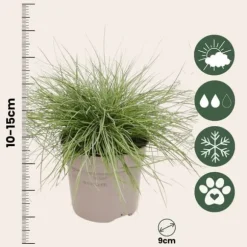 Blå bjørnegræs - Sæt med 9 - Festuca glauca 'Elijah Blue' - Højde 10-15cm - ⌀9cm