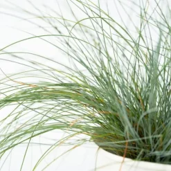 Blå bjørnegræs - Sæt med 9 - Festuca glauca 'Elijah Blue' - Højde 10-15cm - ⌀9cm