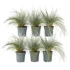 Blå bjørnegræs - Sæt med 6 - Festuca glauca 'Elijah Blue' - Højde 10-15cm - ⌀9cm