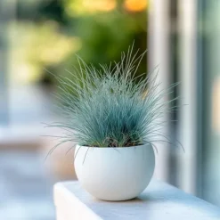 Blå bjørnegræs - Sæt med 6 - Festuca glauca 'Elijah Blue' - Højde 10-15cm - ⌀9cm