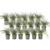 Blå bjørnegræs - Sæt x18 - Festuca glauca 'Elijah Blue' - Højde 10-15cm - ⌀9cm