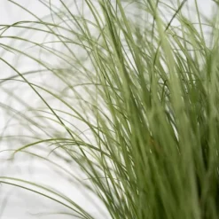Blå bjørnegræs - Sæt x18 - Festuca glauca 'Elijah Blue' - Højde 10-15cm - ⌀9cm