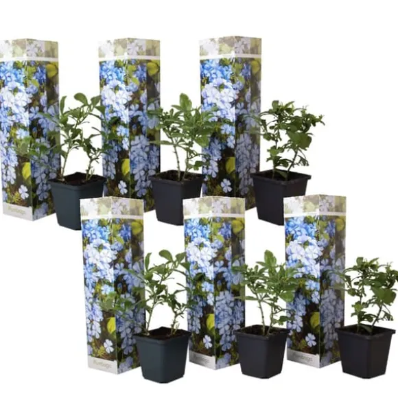 Blå blyrod - Sæt med 6 - Plumbago auriculata - Højde 25-40cm - ⌀9cm