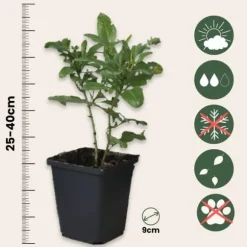 Blå blyrod - Sæt med 6 - Plumbago auriculata - Højde 25-40cm - ⌀9cm