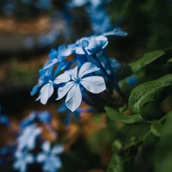 Blå blyrod - Sæt med 6 - Plumbago auriculata - Højde 25-40cm - ⌀9cm