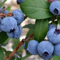 Blåbær - Sæt med 3 - Vaccinium corymbosum 'Sunshine Blue' - Højde 25-40cm - ⌀9cm
