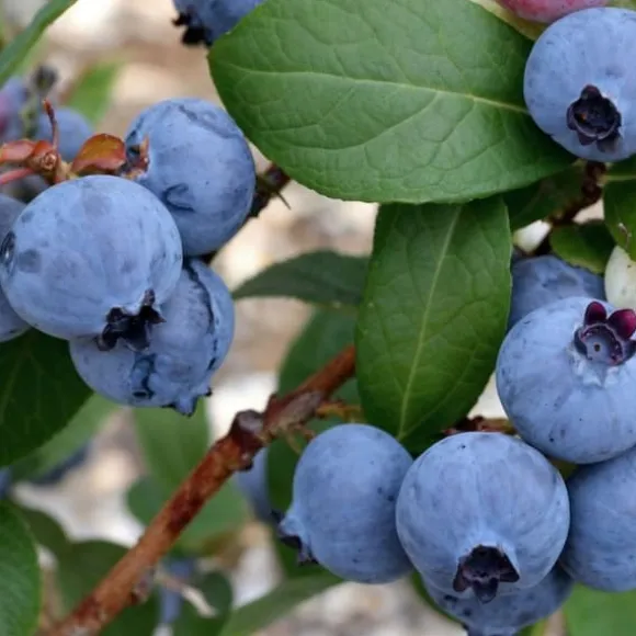 Blåbær - Sæt med 3 - Vaccinium corymbosum 'Sunshine Blue' - Højde 25-40cm - ⌀9cm