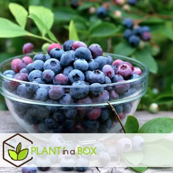 Blåbær - Sæt med 3 - Vaccinium corymbosum 'Sunshine Blue' - Højde 25-40cm - ⌀9cm