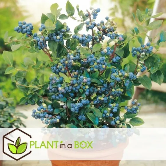 Blåbær - Sæt med 3 - Vaccinium corymbosum 'Sunshine Blue' - Højde 25-40cm - ⌀9cm