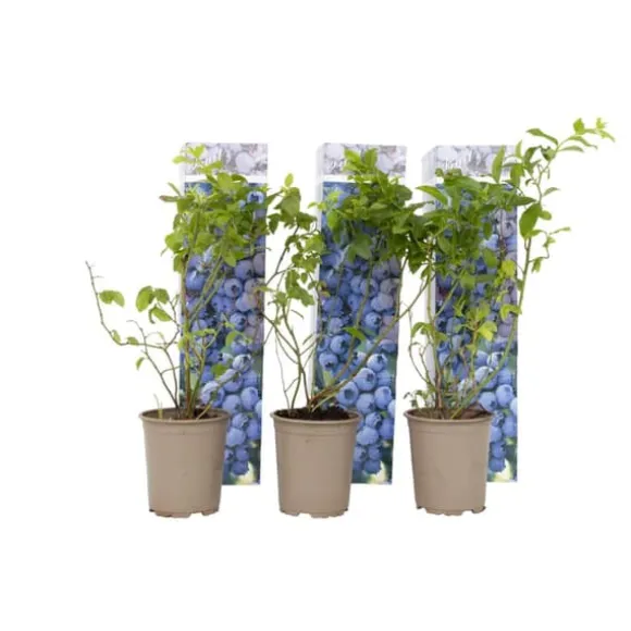 Blåbær - Sæt med 6 - Vaccinium corymbosum 'Sunshine Blue' - Højde 25-40cm - ⌀9cm
