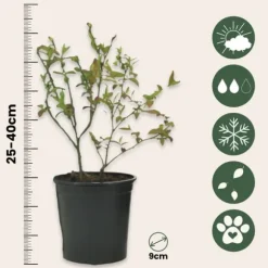 Blåbær - Sæt med 6 - Vaccinium corymbosum 'Sunshine Blue' - Højde 25-40cm - ⌀9cm