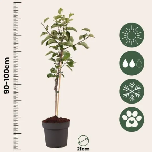 Æbletræ - Malus domestica 'Elstar' - Højde 90-100cm - ⌀21cm