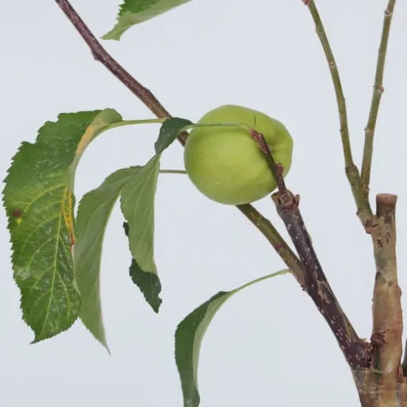 Æbletræ - Sæt med 1 - Malus - Højde 60-70cm - ⌀17cm