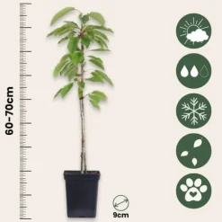 Æbletræ - Sæt med 3 - Malus - Højde 60-70cm - ⌀9cm
