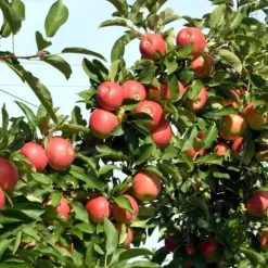 Æbletræ - Sæt med 6 - Malus - Højde 60-70cm - ⌀9cm