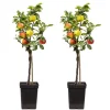 Æbletræ - Sæt med 2 - Malus - Højde 60-70cm - ⌀17cm