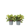 Blodblad - Sæt med 2 - Iresine herbstii - Højde 20-30cm - ⌀13cm
