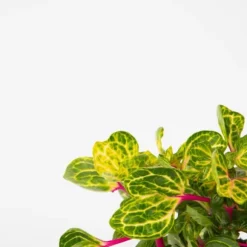 Blodblad - Sæt med 2 - Iresine herbstii - Højde 20-30cm - ⌀13cm