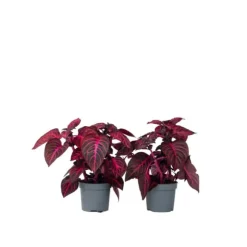 Blodblad - Sæt med 2 - Iresine herbstii - Højde 20-30cm - ⌀13cm