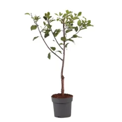 Blommetræ - Prunus domestica 'Opal' - Højde 90-100cm - ⌀21cm