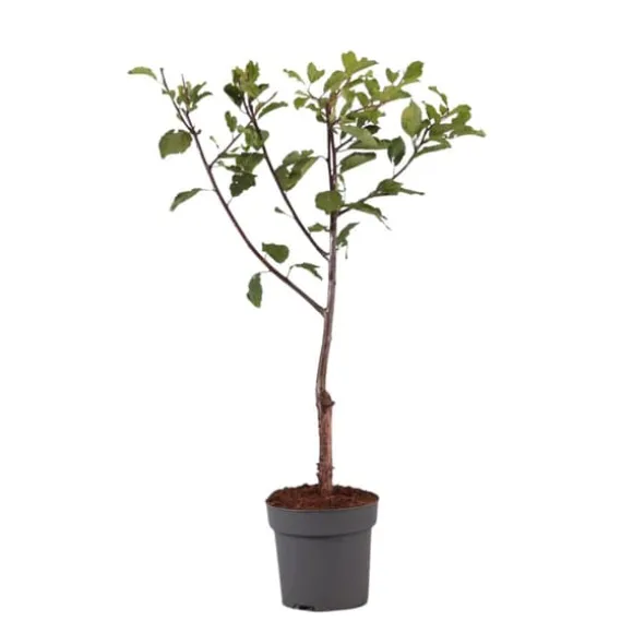 Blommetræ - Prunus domestica 'Opal' - Højde 90-100cm - ⌀21cm