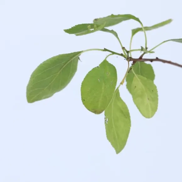 Blommetræ - Prunus domestica 'Opal' - Højde 90-100cm - ⌀21cm