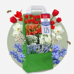 Blomsterløg fra Holland - Sæt med 125 - Flerfarvet
