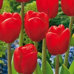 Blomsterløg fra Holland - Sæt med 250 - Flerfarvet
