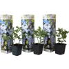Blyrod - Sæt med 3 - Plumbago auriculata - Højde 25-40cm - ⌀9cm