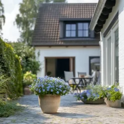 Blyrod - Sæt med 3 - Plumbago auriculata - Højde 25-40cm - ⌀9cm