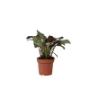 Bønneplante - Ctenanthe 'Amagris' - Højde 20-30cm - ⌀12cm