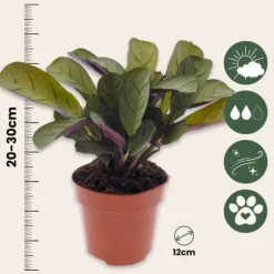 Bønneplante - Ctenanthe 'Amagris' - Højde 20-30cm - ⌀12cm