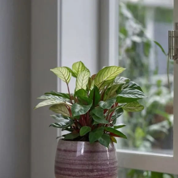 Bønneplante - Ctenanthe 'Amagris' - Højde 20-30cm - ⌀12cm