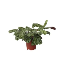 Bønneplante - Ctenanthe 'burle-marxii' - Højde 30-40cm - ⌀14cm