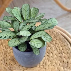 Bønneplante - Ctenanthe 'burle-marxii' - Højde 30-40cm - ⌀14cm