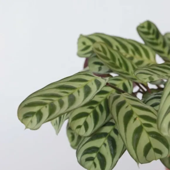 Bønneplante - Ctenanthe 'burle-marxii' - Højde 30-40cm - ⌀14cm