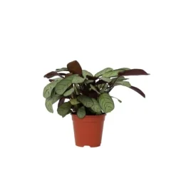Bønneplante - Ctenanthe burle-marxii 'Amagris' - Højde 25-35cm - ⌀14cm