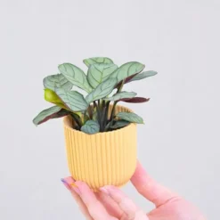 Bønneplante - Ctenanthe burle-marxii 'Amagris' - Højde 25-35cm - ⌀14cm