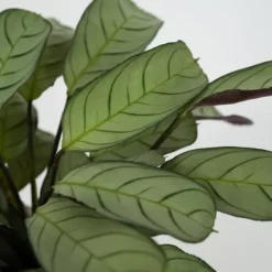 Bønneplante - Ctenanthe burle-marxii 'Amagris' - Højde 25-35cm - ⌀14cm
