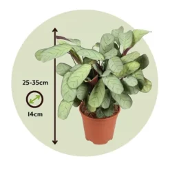 Bønneplante - Sæt 2 - Ctenanthe Burle-Marxii 'Amagris' - Højde 25-35cm - ⌀14cm