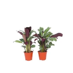 Bønneplante - Sæt med 2 - Ctenanthe 'burle-marxii' - Højde 25-40cm - ⌀12cm