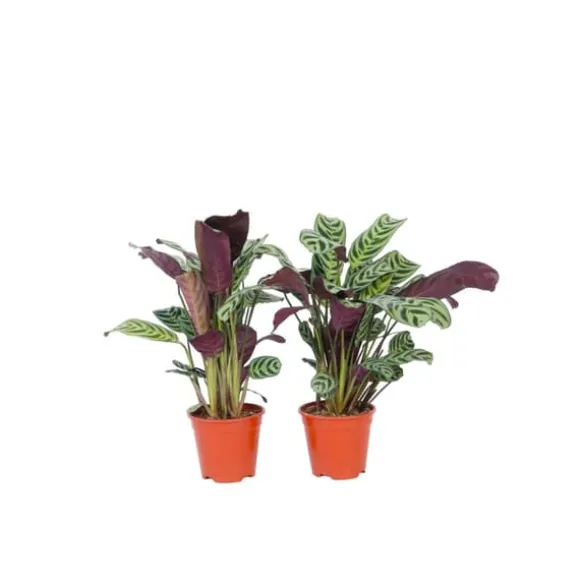 Bønneplante - Sæt med 2 - Ctenanthe 'burle-marxii' - Højde 25-40cm - ⌀12cm