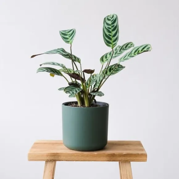 Bønneplante - Sæt med 2 - Ctenanthe 'burle-marxii' - Højde 25-40cm - ⌀12cm