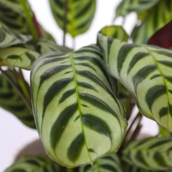 Bønneplante - Sæt med 2 - Ctenanthe 'burle-marxii' - Højde 25-40cm - ⌀12cm