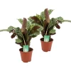 Bønneplante - Sæt med 2 - Ctenanthe 'burle-marxii' - Højde 30-40cm - ⌀14cm