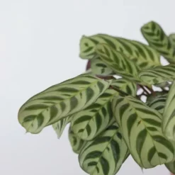 Bønneplante - Sæt med 2 - Ctenanthe 'burle-marxii' - Højde 30-40cm - ⌀14cm