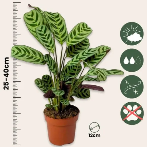 Bønneplante - Sæt med 4 - Ctenanthe 'burle-marxii' - Højde 25-40cm - ⌀12cm